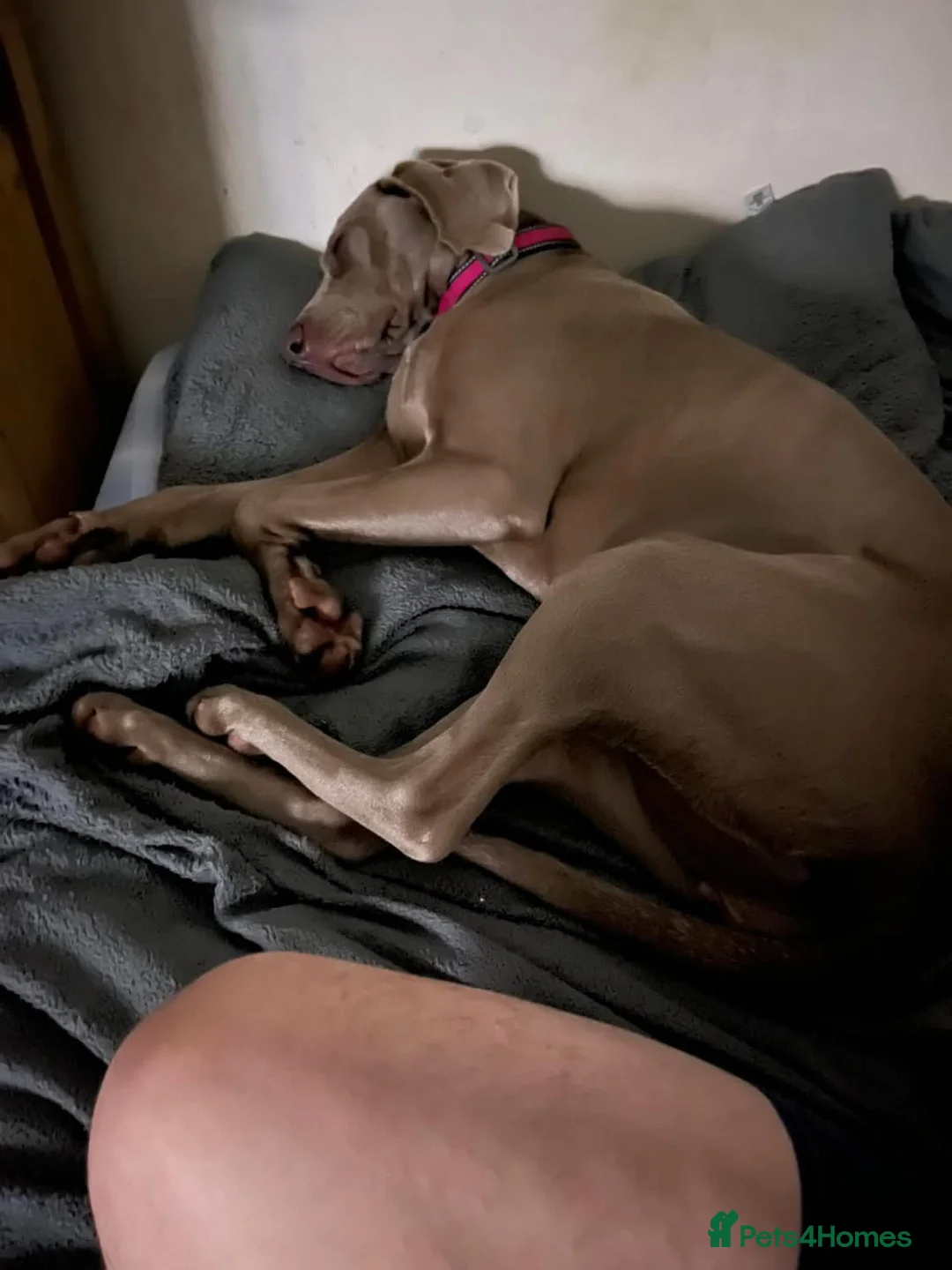 Weimaraner dogs for sale: Hallie  - Advert 19