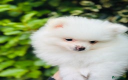 Pomeranian dogs for sale: 3 Gorgeous Pomeranian Puppies-Ready for New Homes - Image 7