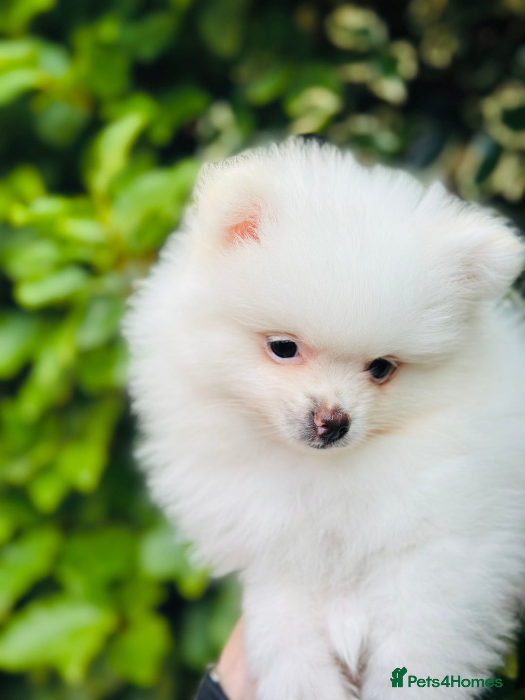 Pomeranian dogs for sale: 3 Gorgeous Pomeranian Puppies-Ready for New Homes - Image 7