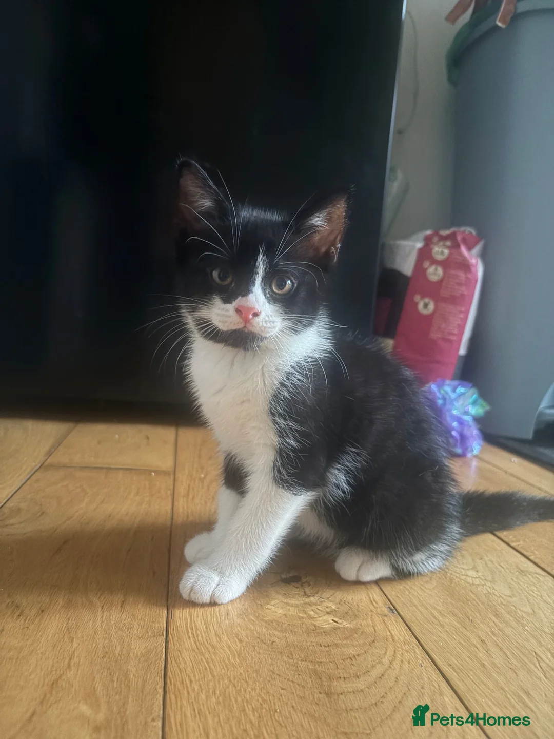 British Shorthair cats for sale: Male kitten  in London - Advert 2
