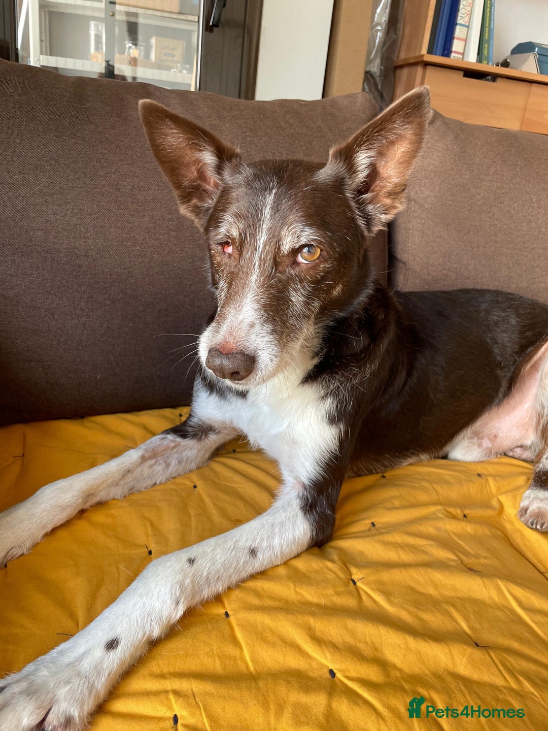Ibizan Hound dogs for adoption: Bico  - Advert 2