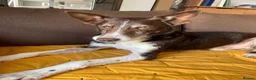 Ibizan Hound dogs for adoption: Bico  - Advert 2