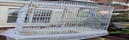 Budgerigars birds for sale: 2 female budgies, 1 yellow,   in Castleford - Advert 1