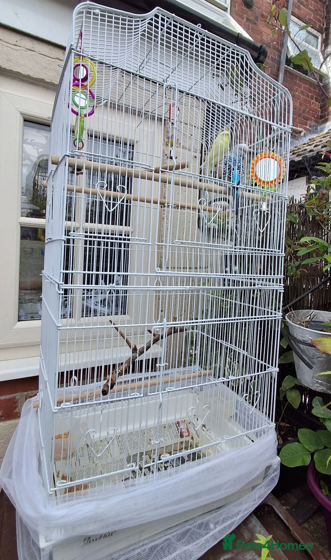 Budgerigars birds for sale: 2 female budgies, 1 yellow,   in Castleford - Advert 1