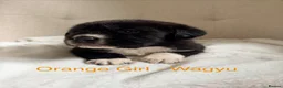 Mixed Breed dogs for sale: EXCLUSIVE LITTER: F1 Old English Bordeaux Puppies! - Advert 25