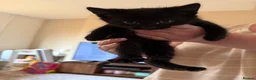 Mixed Breed cats for sale: Ragamuffin mix kittens please read description  - Advert 12