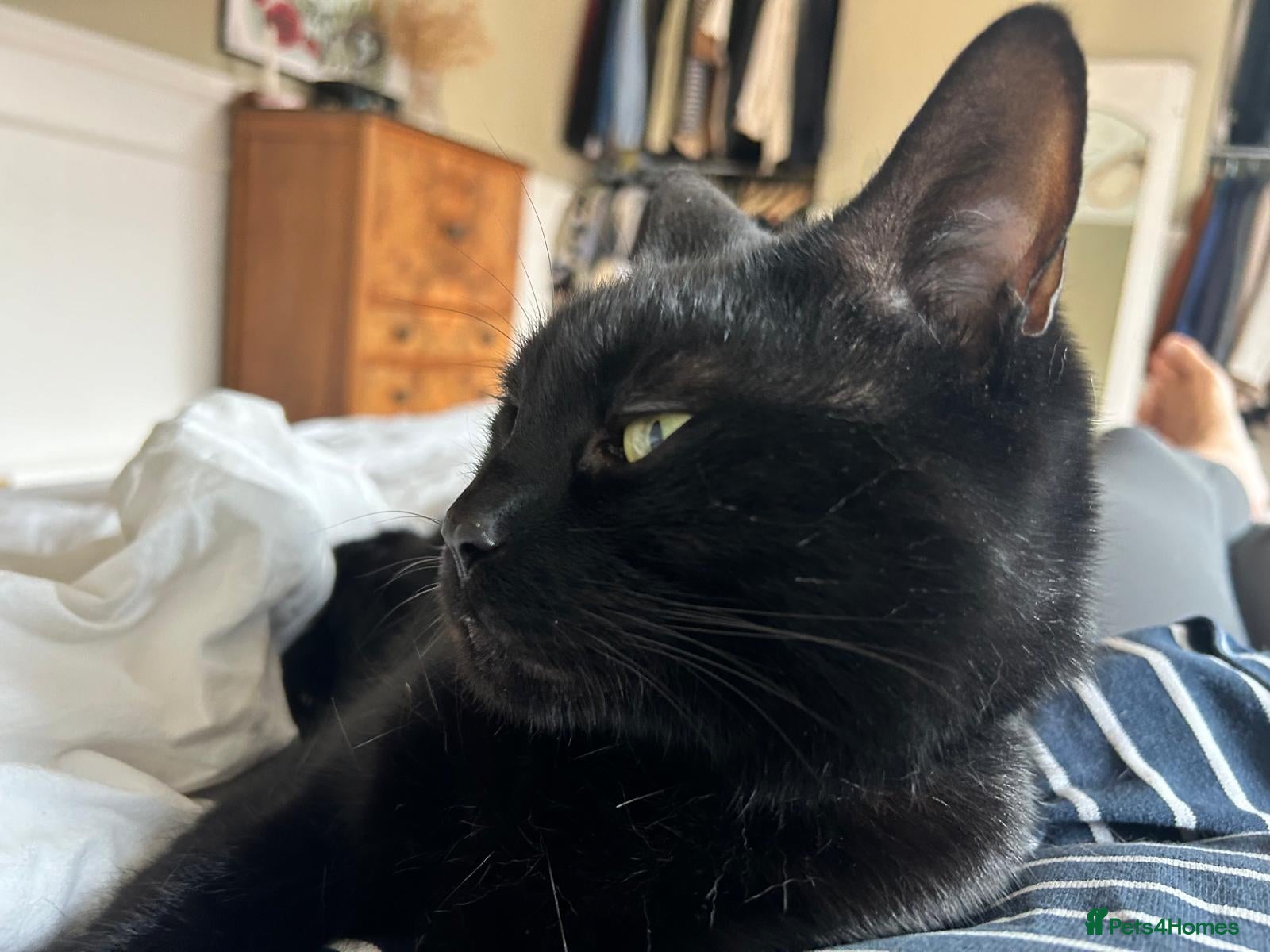 Mixed Breed cats Cat For A Good Home - Advert 1