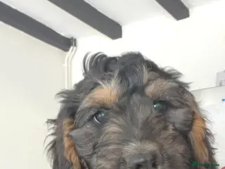 Cockapoo dogs Ready to leave, vaccinated Gorgeous F1 Cocapoos - Advert 1