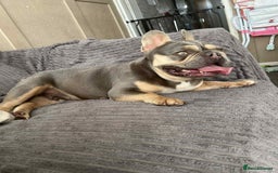 French Bulldog dogs for sale: 3 year old French bulldog  - Image 5