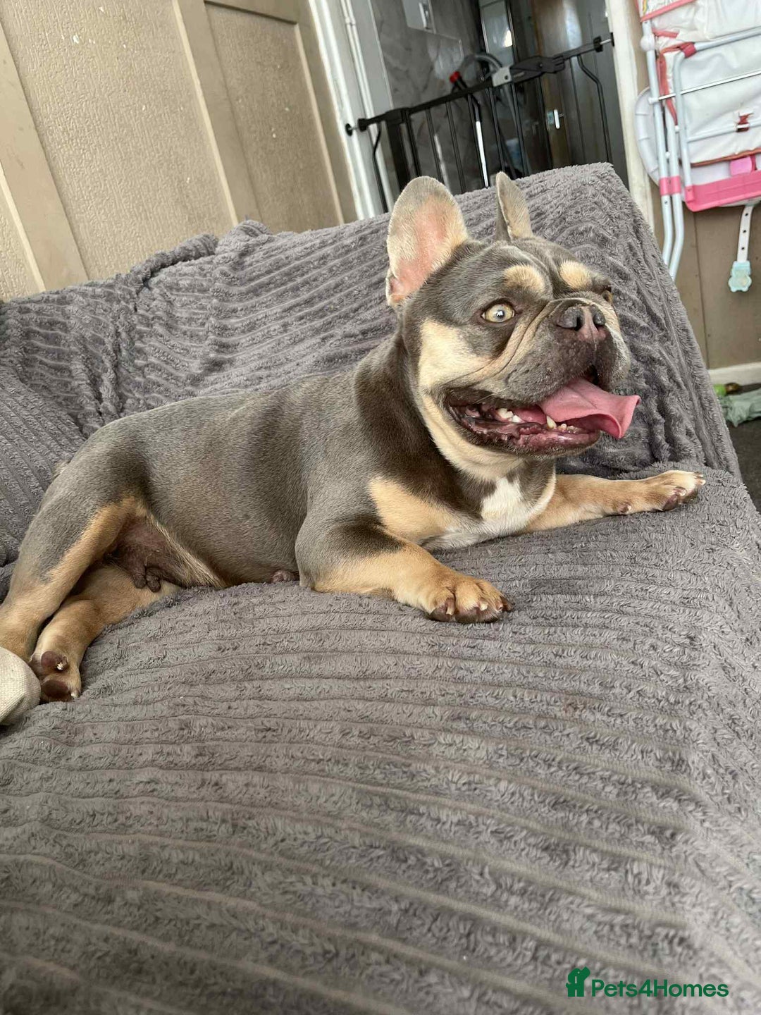 French Bulldog dogs for sale: 3 year old French bulldog  - Image 5