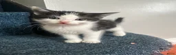Domestic Shorthair cats for sale: 4 beautiful kittens looking for their home.  - Advert 9