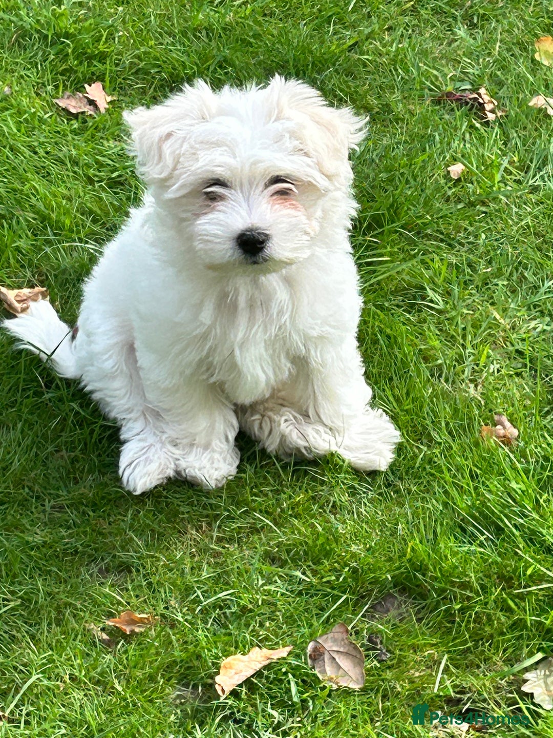 Bichon Frise dogs for sale: Two beautiful Bichon frise pups  - Image 9