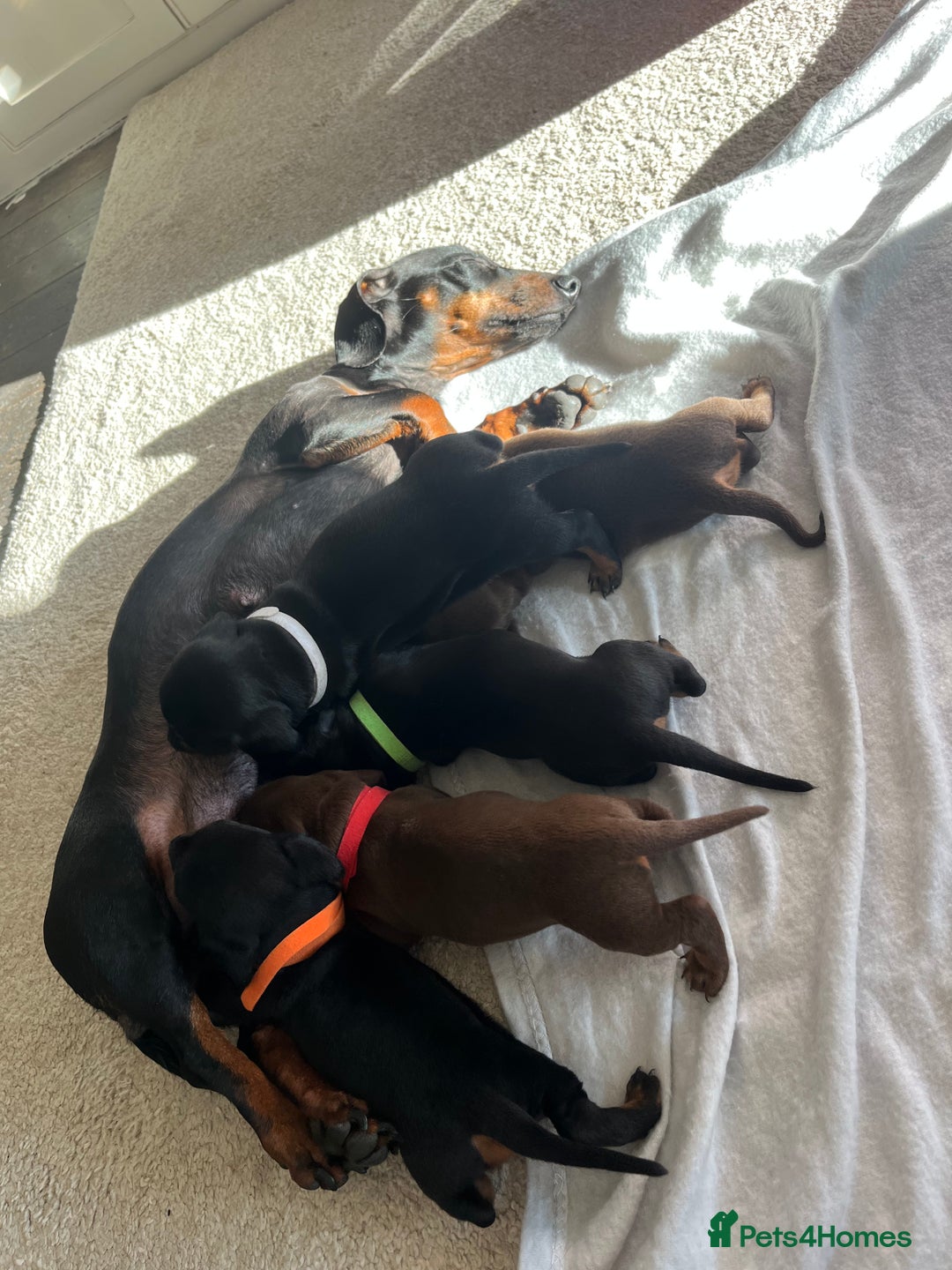 Miniature Dachshund dogs for sale: Beautiful Baby Sausages - Advert 2