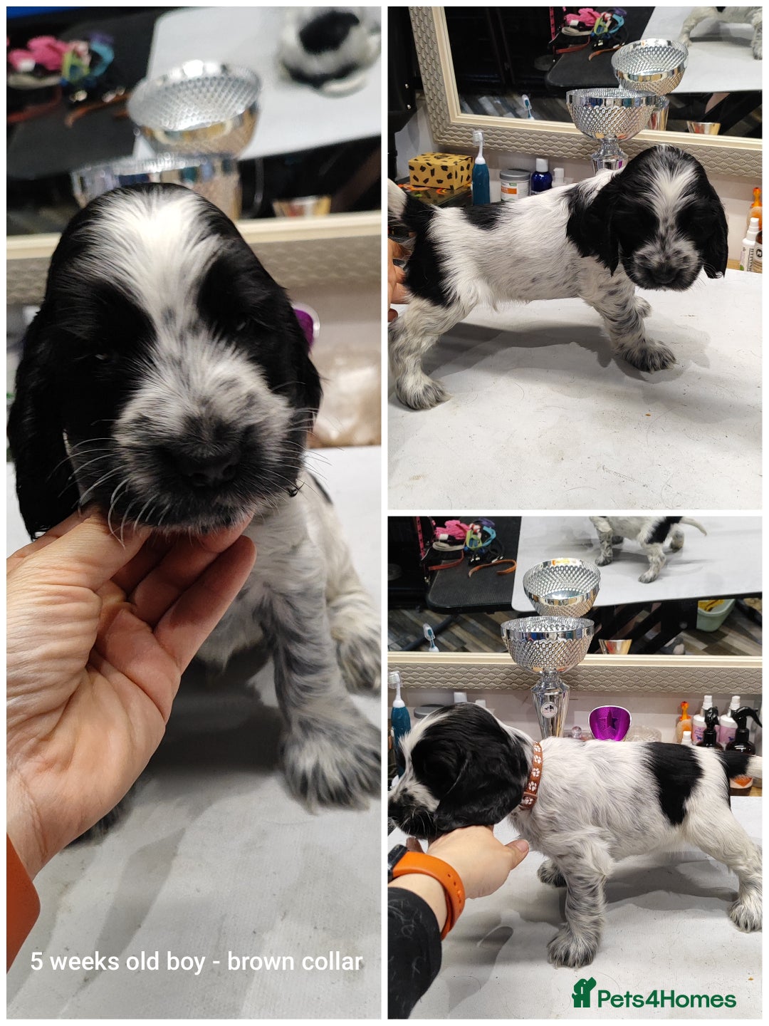 Cocker Spaniel dogs for sale: KC English Show Type Cocker Spaniel Puppies  - Image 24
