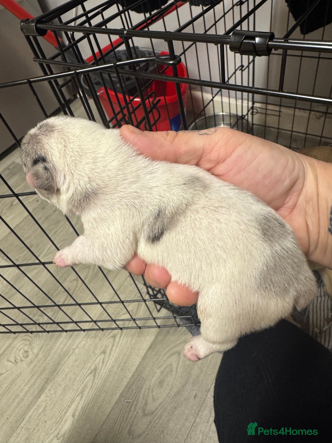 French Bulldog dogs for sale: Beautiful frenchies for sale  - Image 5