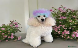 Miniature Poodle dogs for stud: White Miniature Poodle. in Peterborough - Image 5
