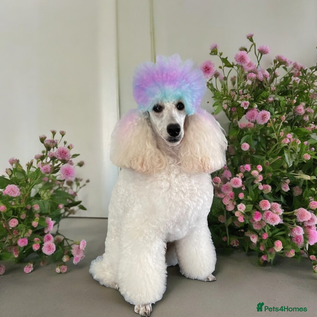 Miniature Poodle dogs for stud: White Miniature Poodle. in Peterborough - Image 5