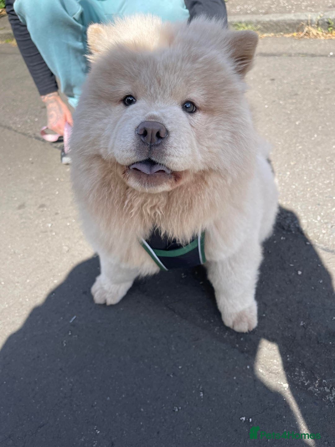 Chow Chow dogs for sale: Male chow chow2years old - Image 1