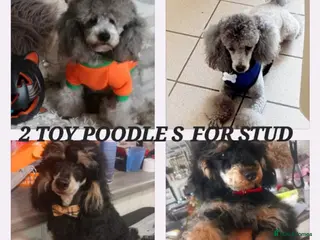 Toy Poodle dogs *2 STUDS AVAILABLE*FULL PEDIGREE SILVER & PHANTOM in Colwyn Bay - Advert 1
