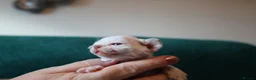 Devon Rex cats for sale: Devon rex kittens FIFE registered/spayed in Rainham - Advert 17