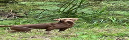 Labrador Retriever dogs for sale: Choc dual purpose Lab pups, KC Reg Health Tested  in Filey - Advert 1