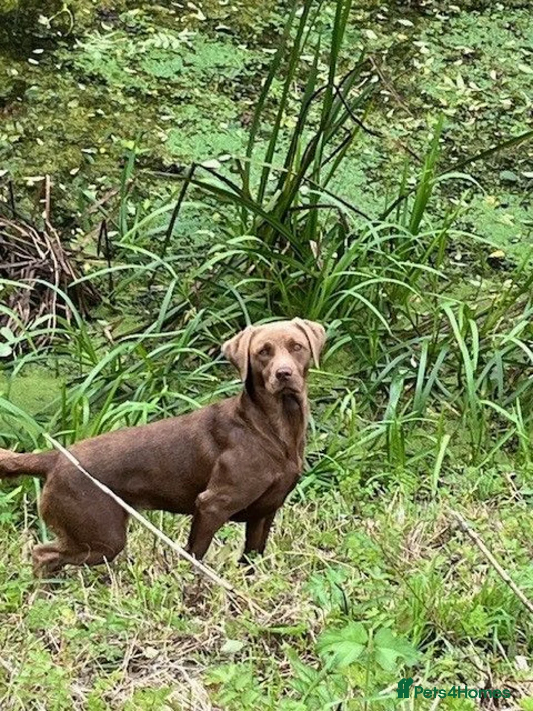 Labrador Retriever dogs for sale: Choc dual purpose Lab pups, KC Reg Health Tested  in Filey - Advert 1