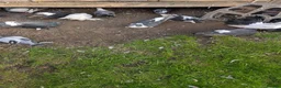 Pigeons birds for sale: Pigeons Mixed Variety  - Advert 10