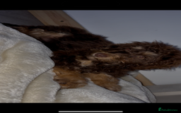 Cockapoo dogs for sale: Quality health tested miniature cockapoo girl! - Image 20