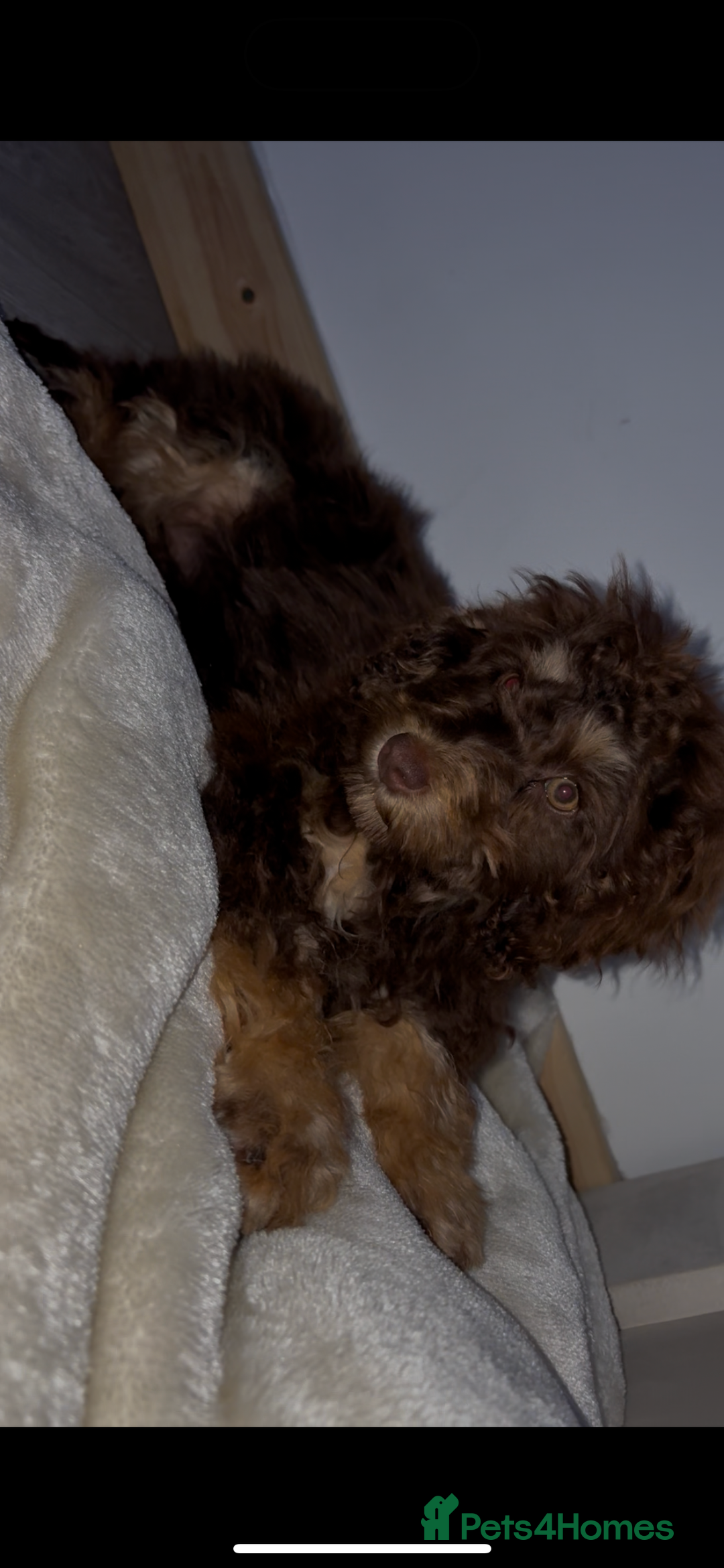 Cockapoo dogs for sale: Quality health tested miniature cockapoo girl! - Image 20