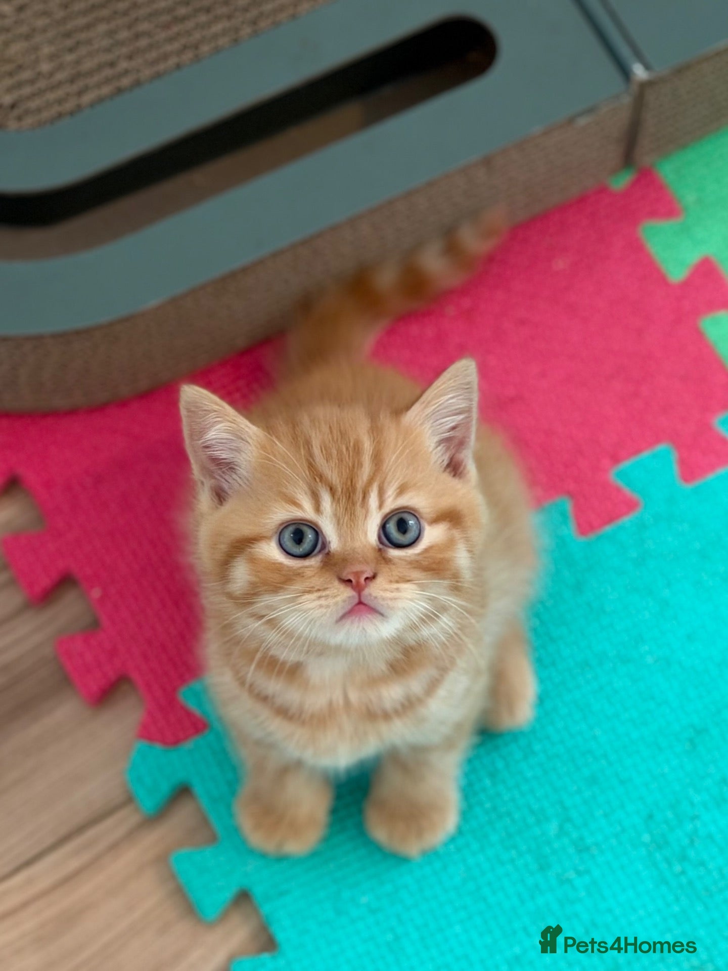 British Shorthair cats 🐈🇬🇧✅BSH 2 boys left 💜Tica reg  - Advert 2