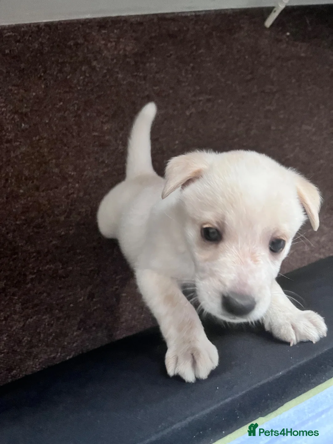 Mixed Breed dogs for sale: Molly in Dover - Advert 2