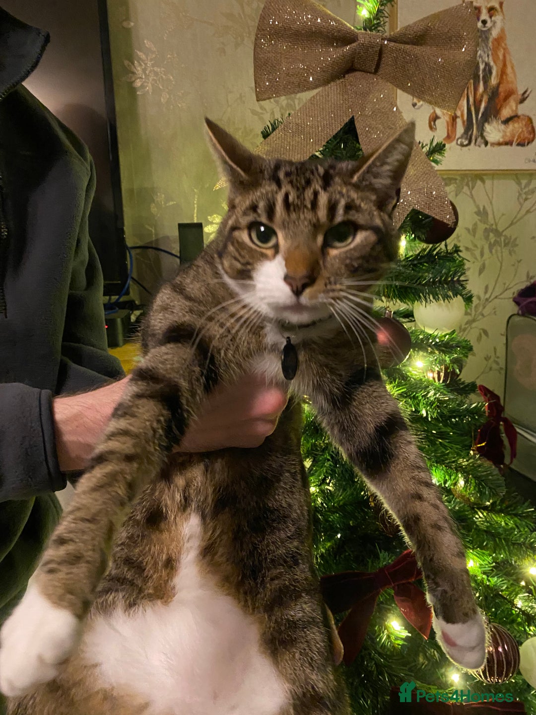 Domestic Shorthair cats for sale: Male cat - Image 3