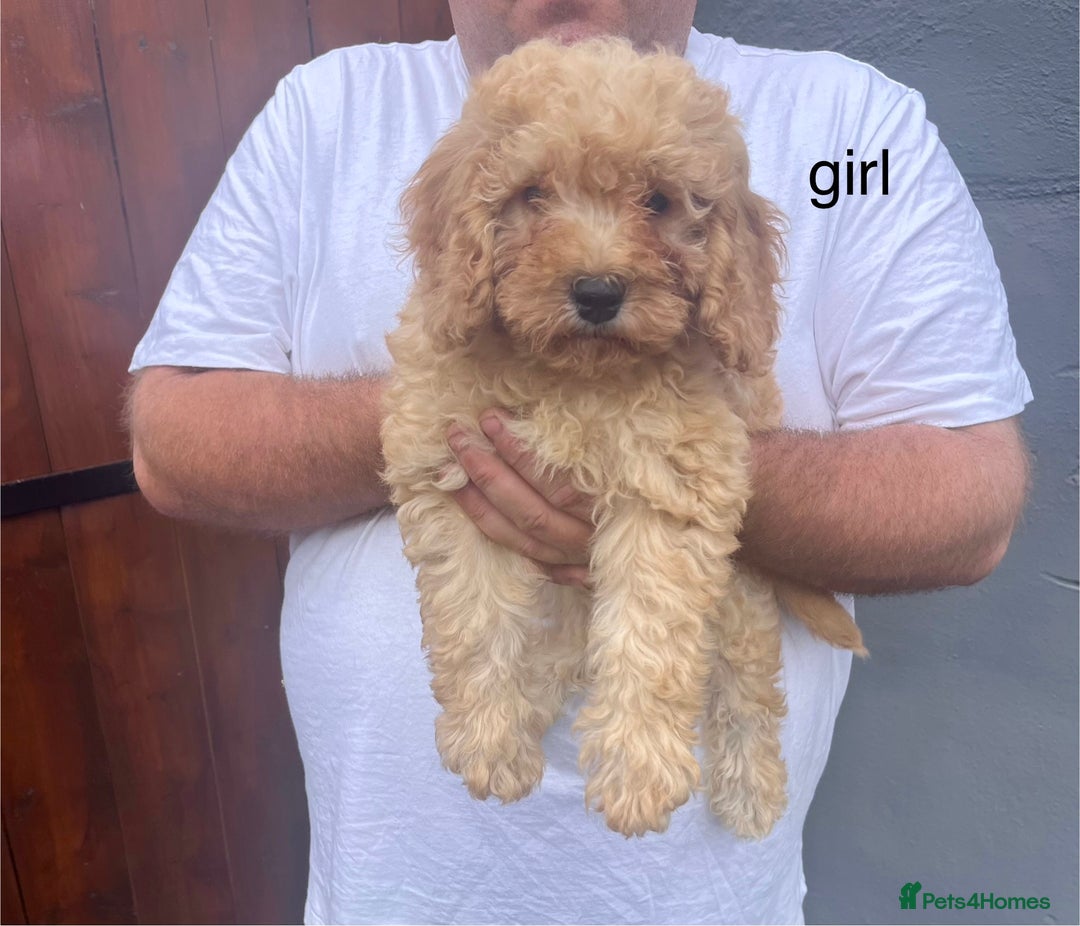 Cavapoo dogs for sale: cavapoo puppies for sale  - Image 2