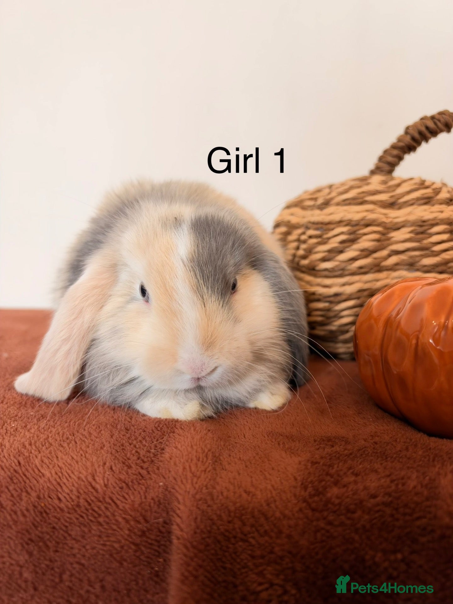 Mini Lop rabbits Mini lop babies🐰✨ - Advert 1