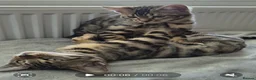 Bengal cats for sale: 2 beautiful bengal kittens - Advert 6