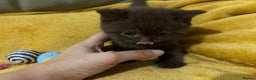 British Shorthair cats for sale: British Shorthair Kittens – Loving Homes Only 🐾 - Advert 9