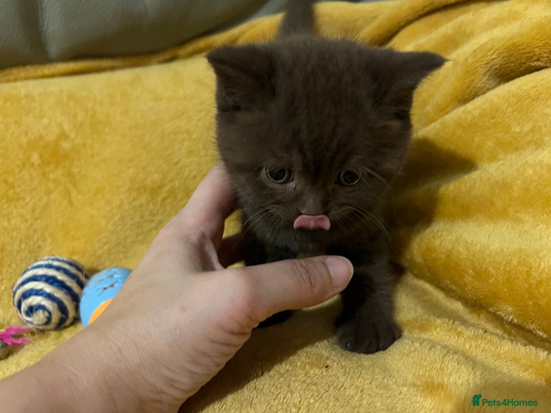 British Shorthair cats for sale: British Shorthair Kittens – Loving Homes Only 🐾 - Advert 9