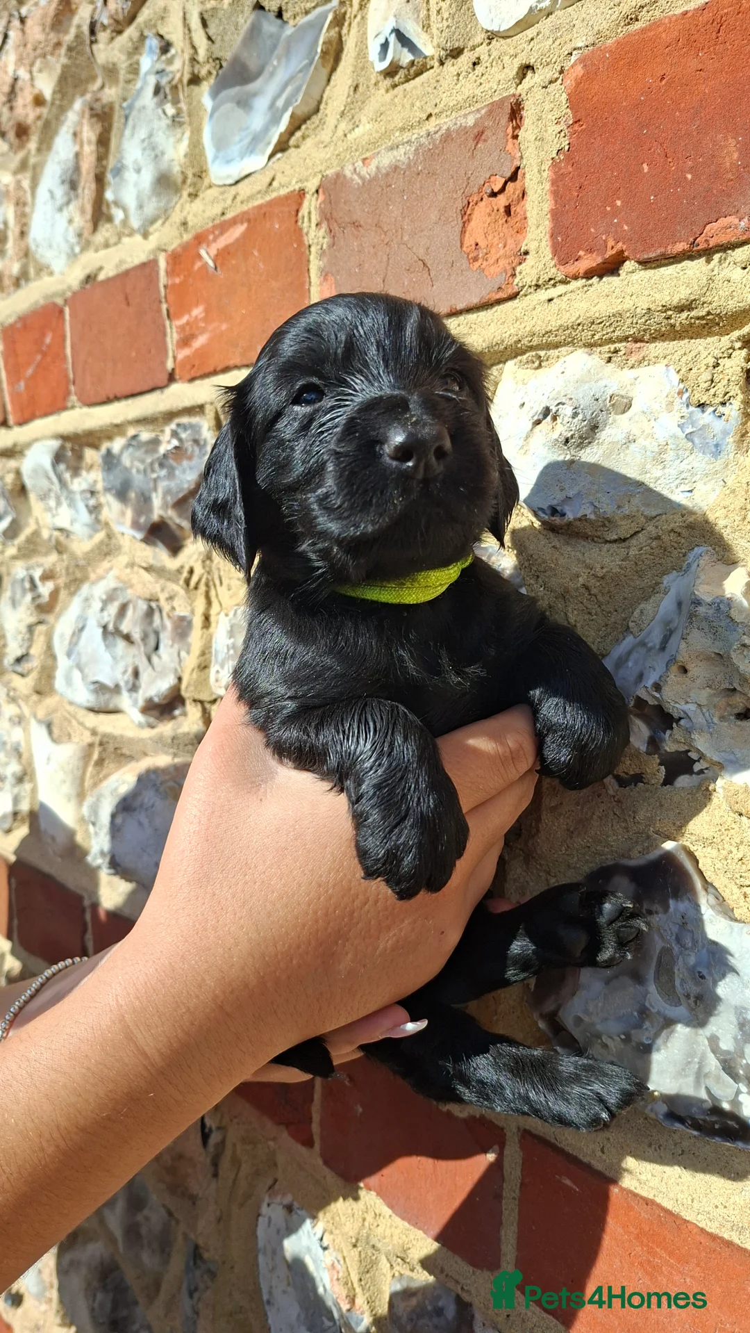 Cocker Spaniel dogs for sale: Cocker spaniel puppies - Advert 9