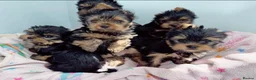 Yorkshire Terrier dogs for sale: Beautiful KC Registered Puppies - Advert 1