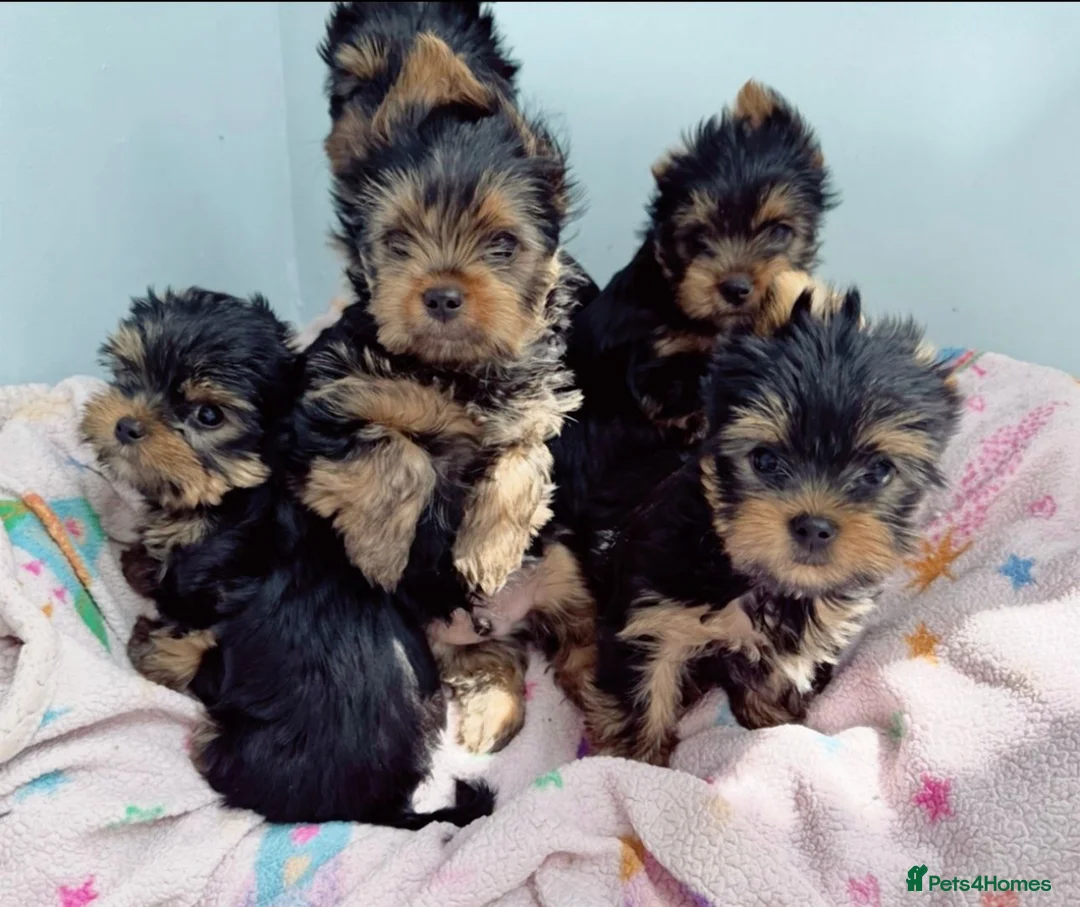 Yorkshire Terrier dogs for sale: Beautiful KC Registered Puppies - Advert 1