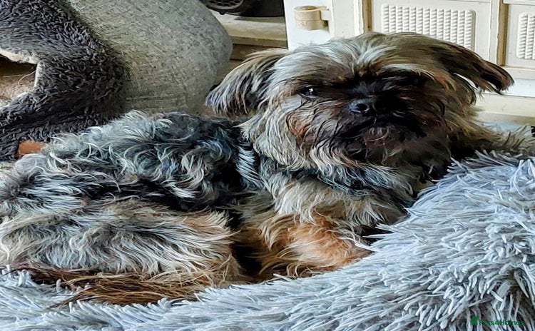 Shih Tzu dogs - Advert 1