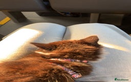 Mixed Breed cats for sale: Willing too take offers. - Image 3