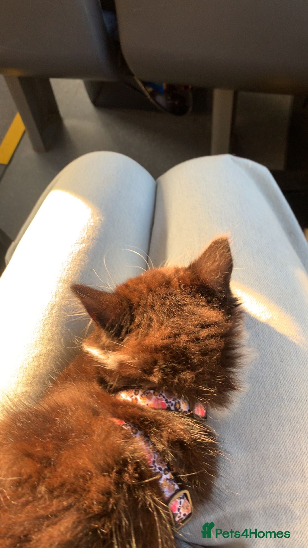 Mixed Breed cats for sale: Willing too take offers. - Image 3