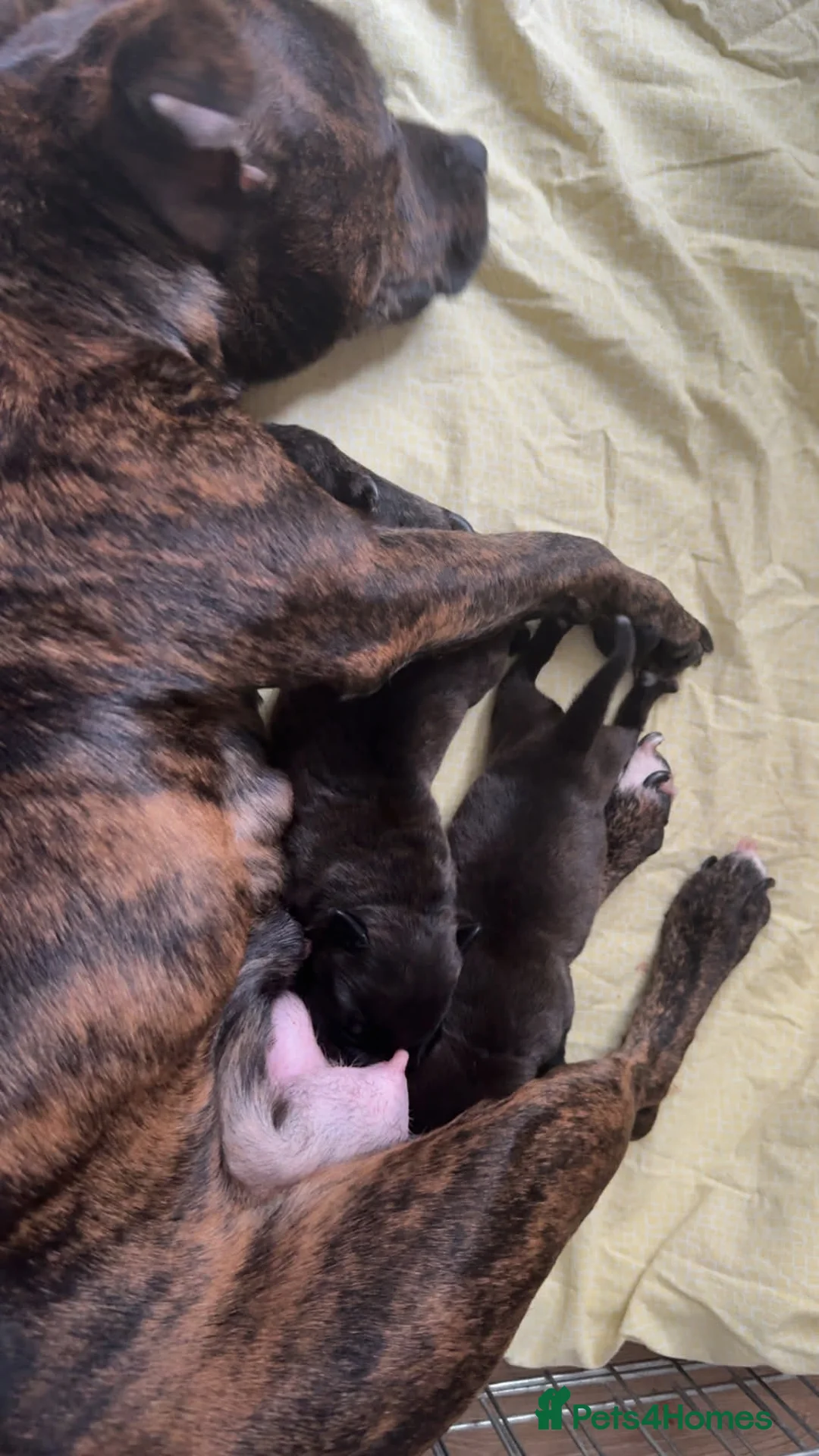 Staffordshire Bull Terrier dogs for sale: Staffordshire bull terrier puppy for sale in Spennymoor - Advert 2