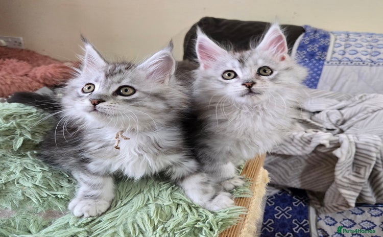 Maine Coon cats - Advert 7