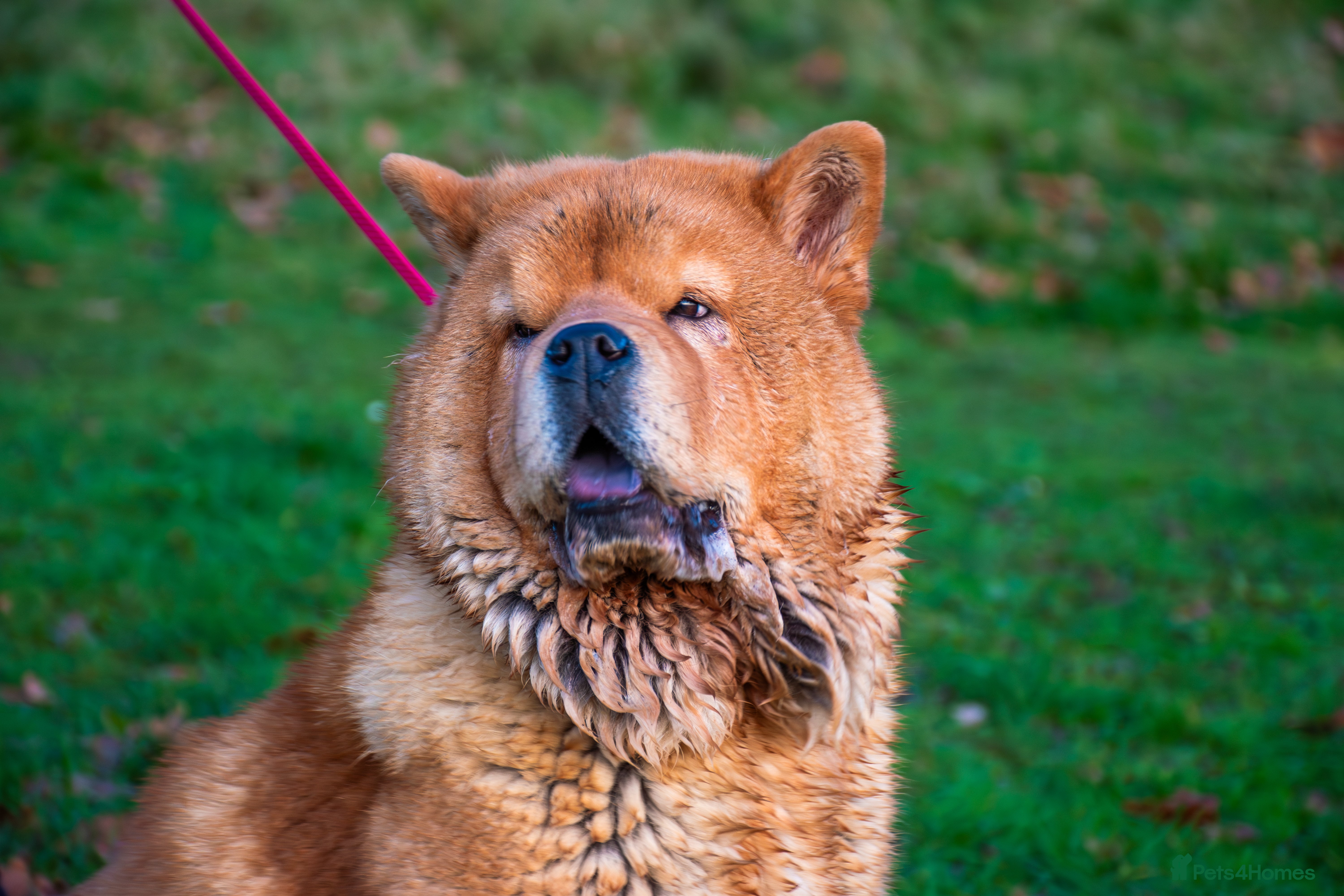 Chow Chow dogs 9 month old female smooth chow in Northwich - Advert 1