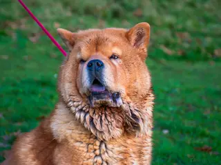 Chow Chow dogs 9 month old female smooth chow in Northwich - Advert 2