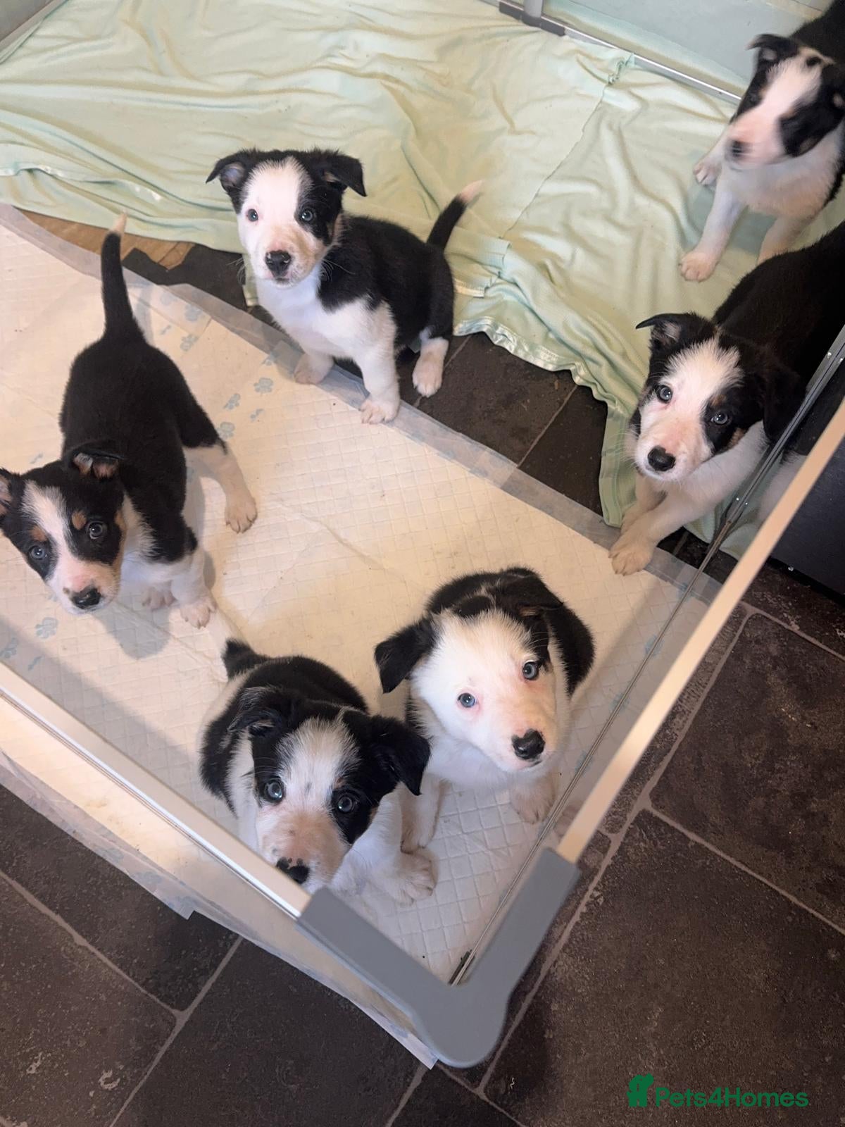 Border Collie dogs Border Collie Pups - Health tested clear parents - Advert 2