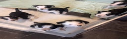 Border Collie dogs for sale: Border Collie Pups - Health tested clear parents - Advert 1