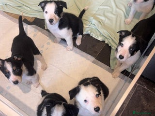 Border Collie dogs Border Collie Pups - Health tested clear parents - Advert 3